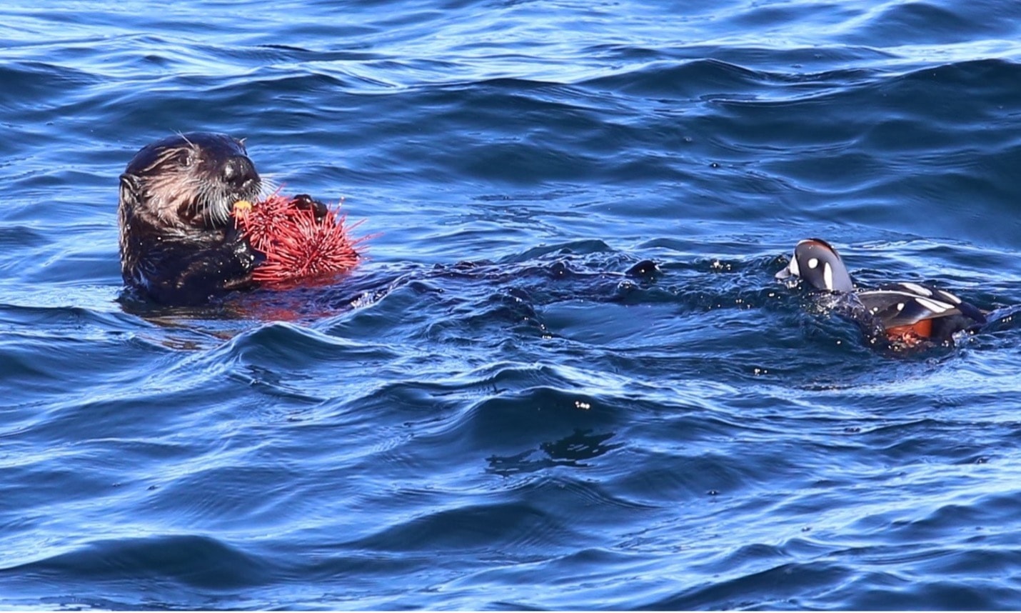 Sea otters: how welcome should a recovering top predator be?