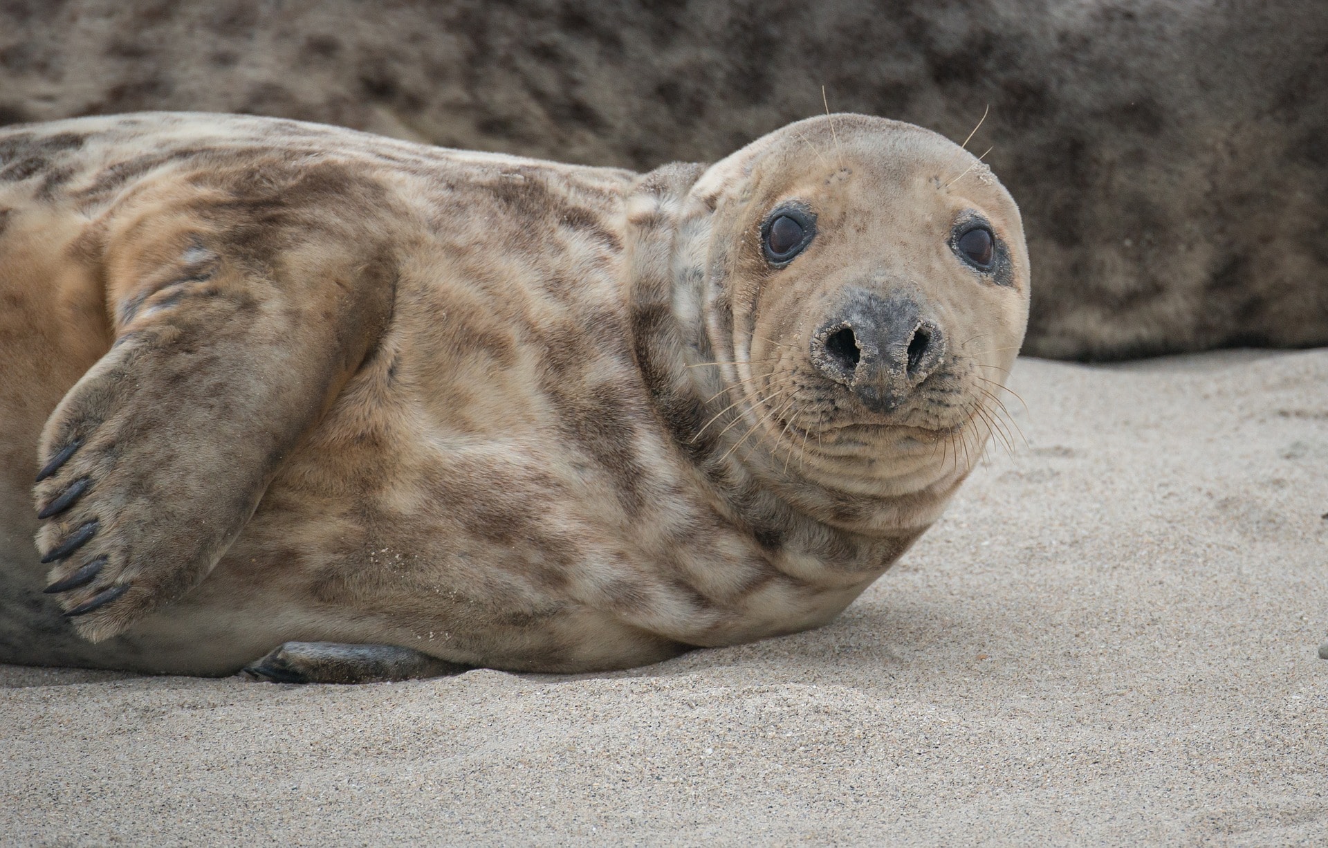 Seal poo unravels the microplastic journey through marine food webs