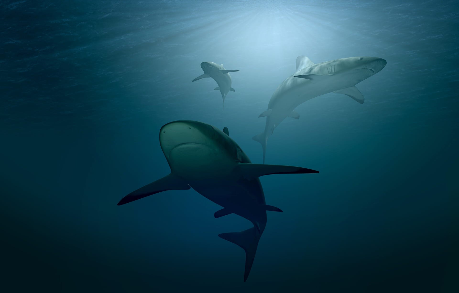Sharks, Seals, and the Balance of Power at Sea
