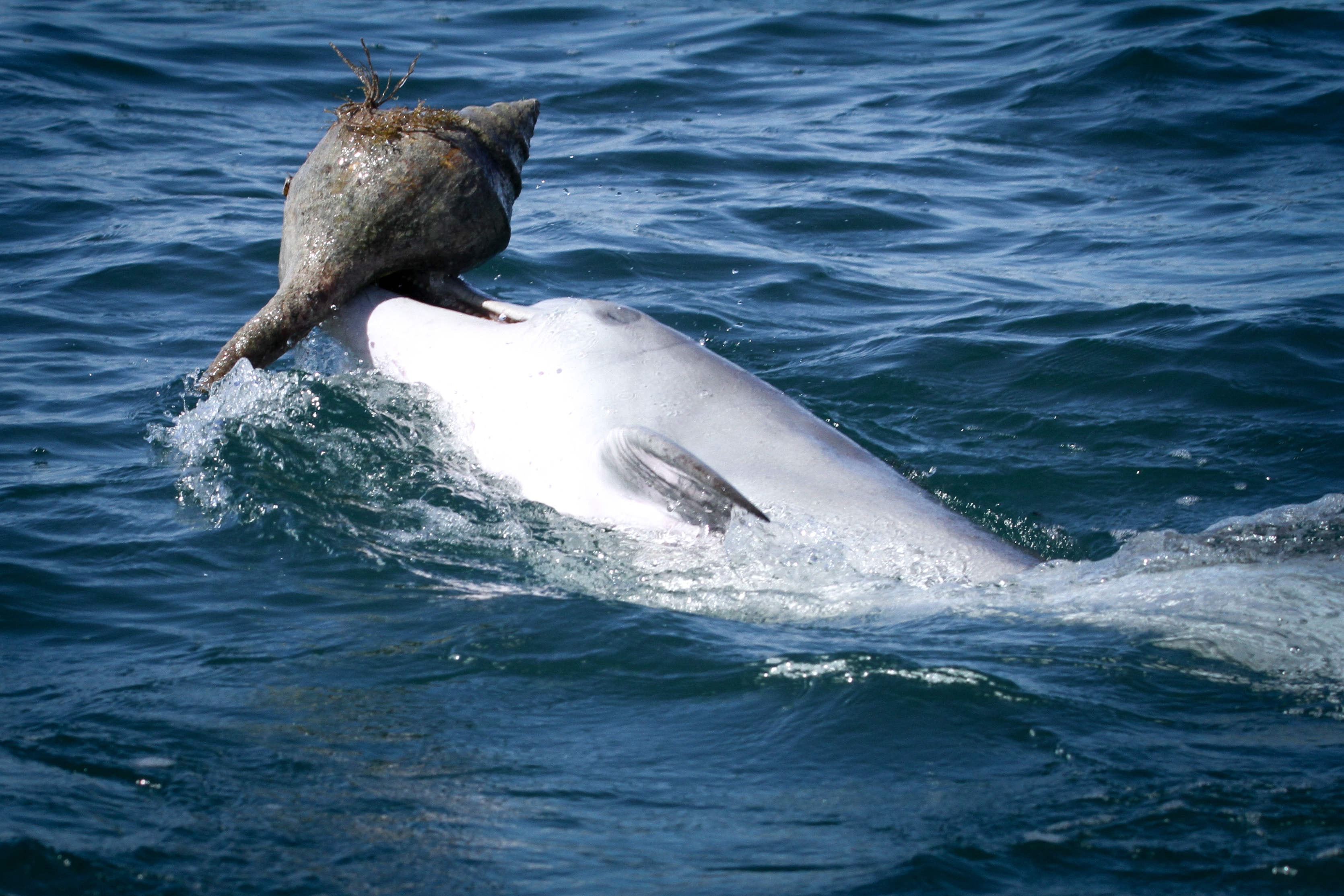 Shelling out for dinner: dolphins’ foraging technique spreads socially among peers
