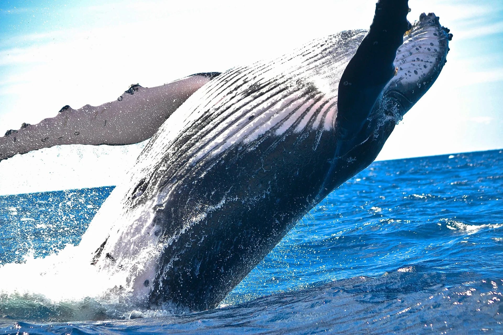Size does not matter: direct estimations of mutation rates in baleen whales