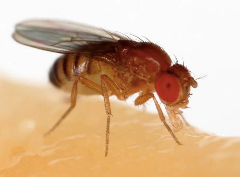 The belligerence of breeding: female aggression after mating