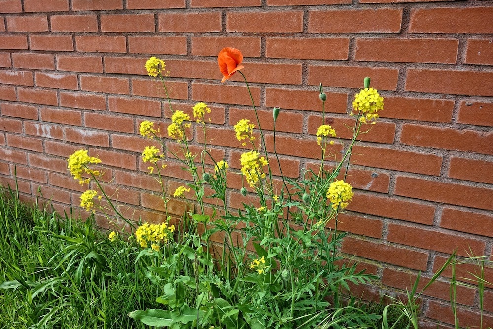 The busy life of urban bees: a conservation opportunity