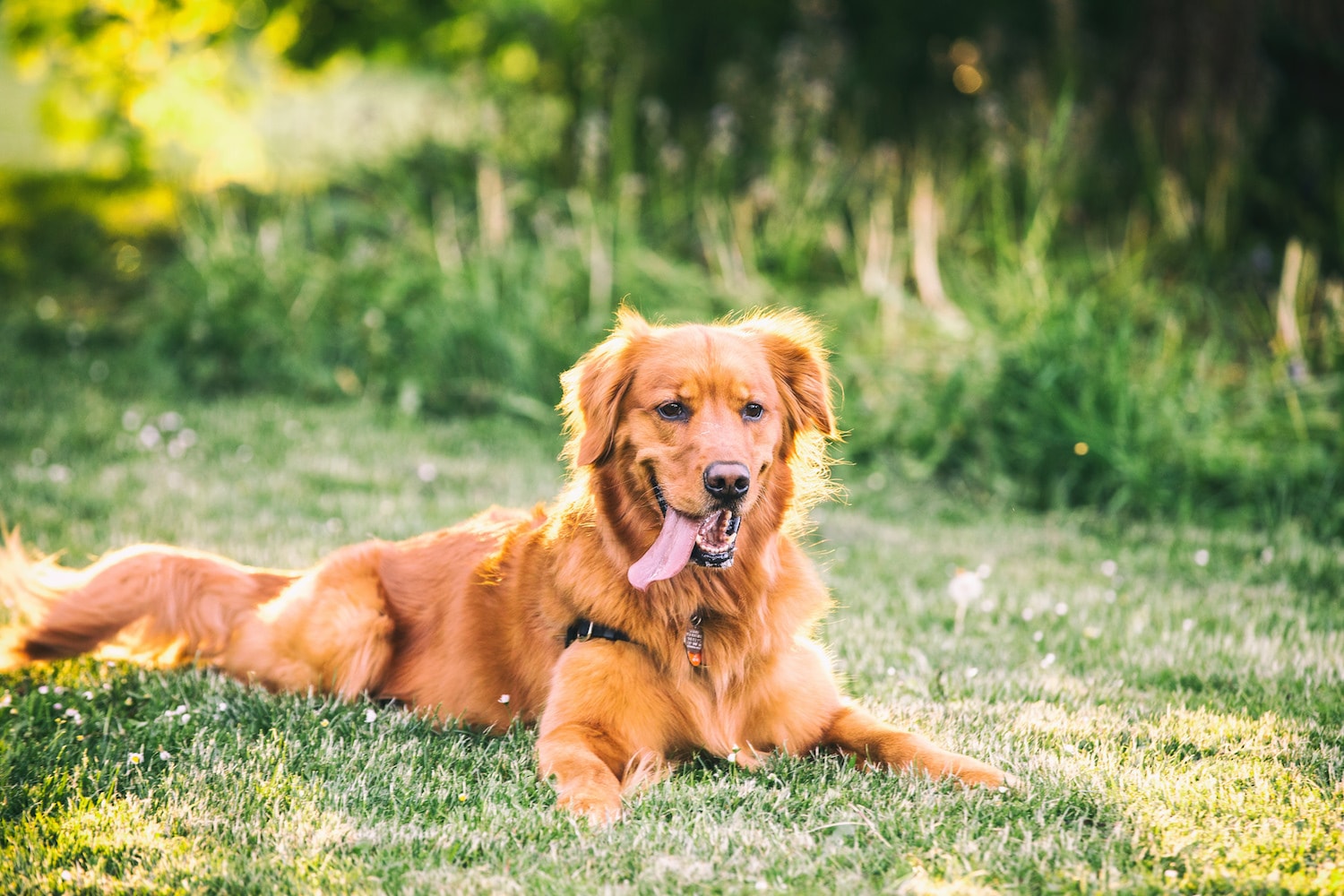 The healthy happiness behind dog ownership
