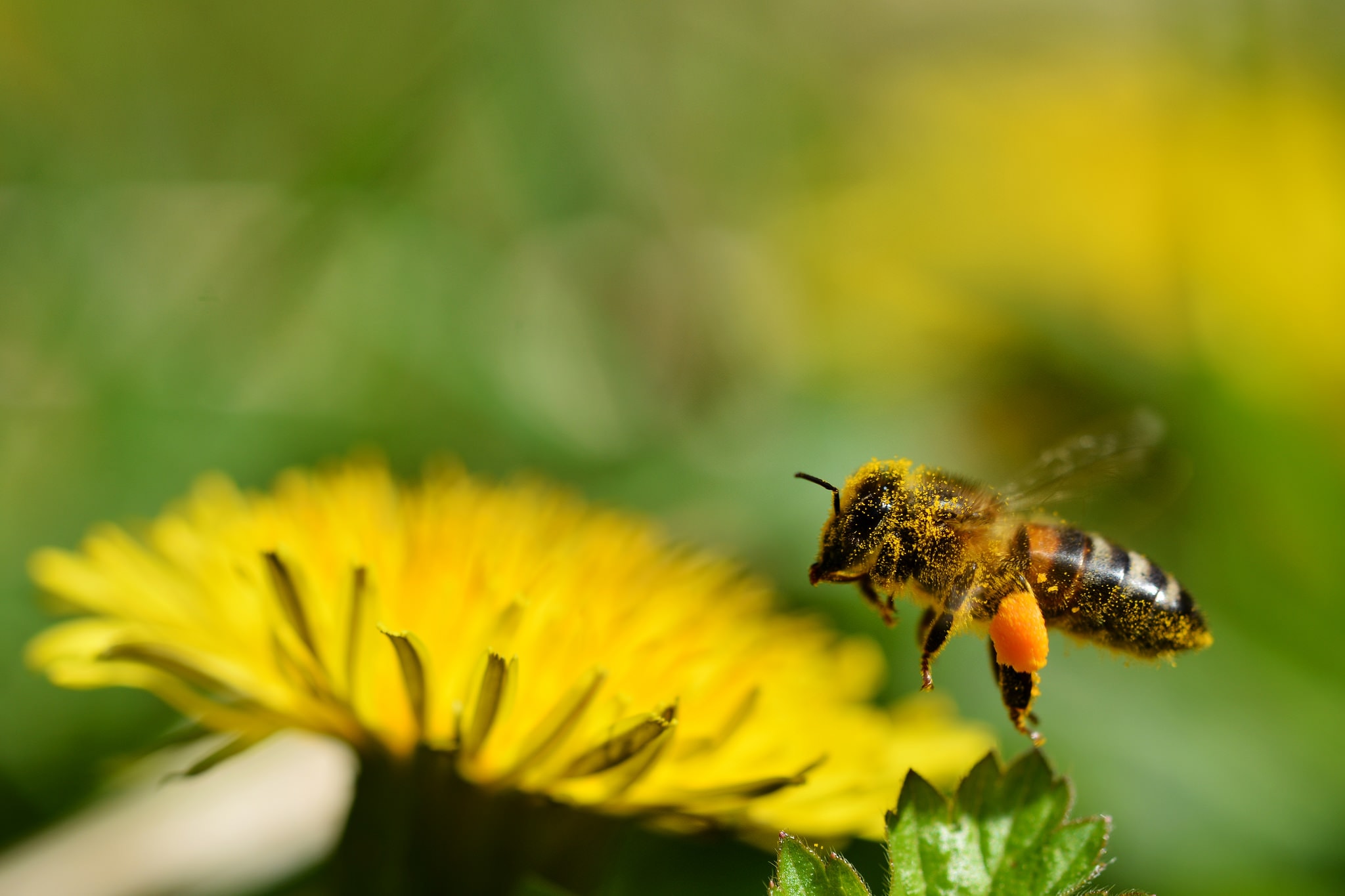 The Poisoned Oasis: Neonicotinoid Spillover Harms Bees Near Corn