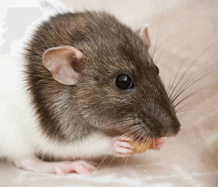 The Rat's Euler Whiskers