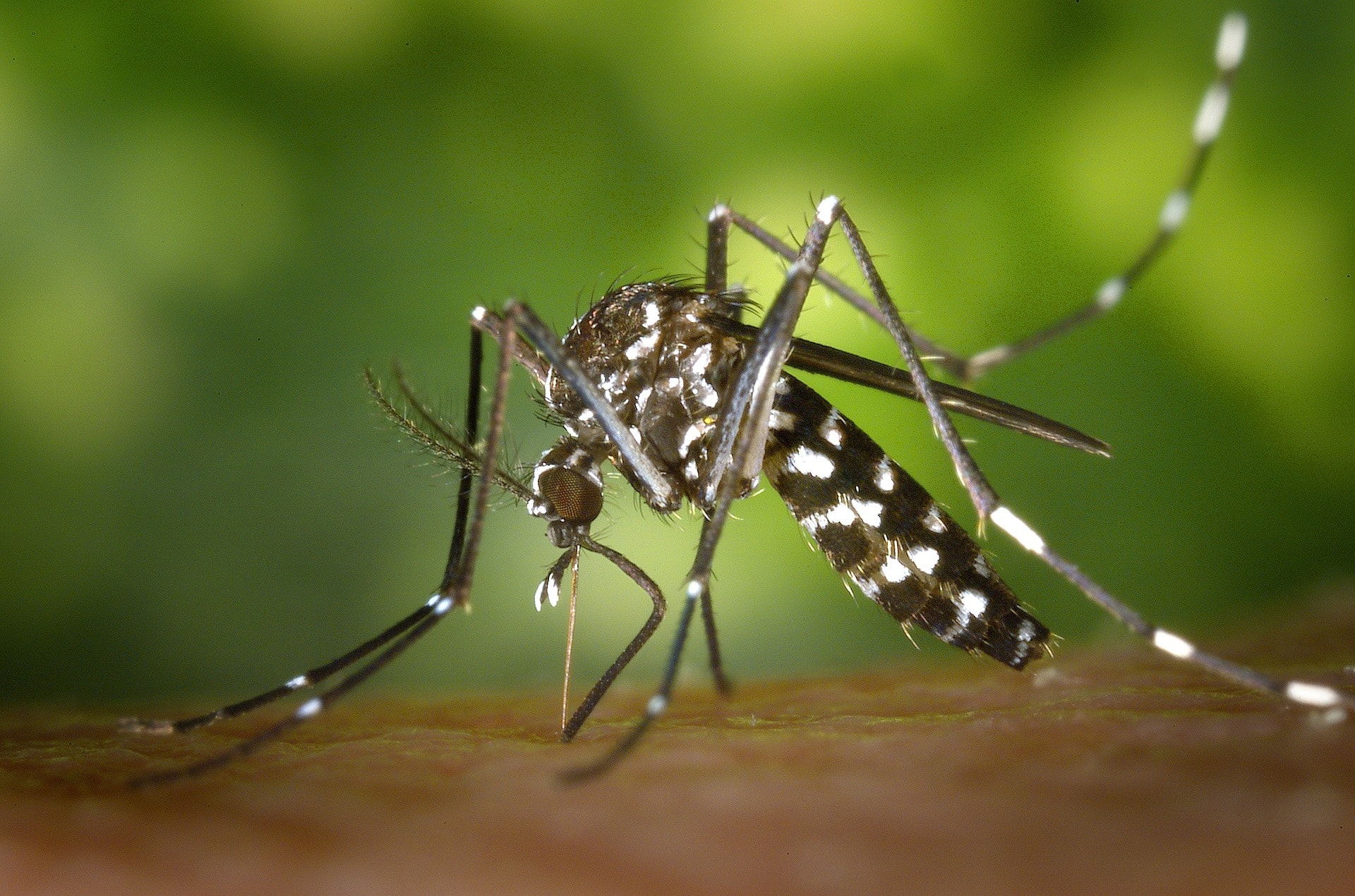 The role of maternal malnutrition on Zika virus congenital effects