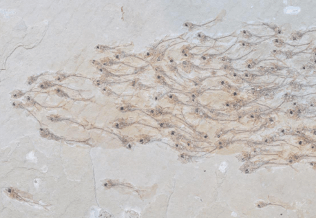 The social life of a fish shoal in ancient times