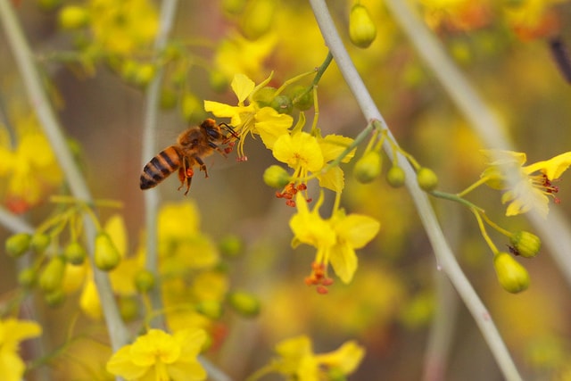 The use of neonicotinoid pesticides affects wild bee populations