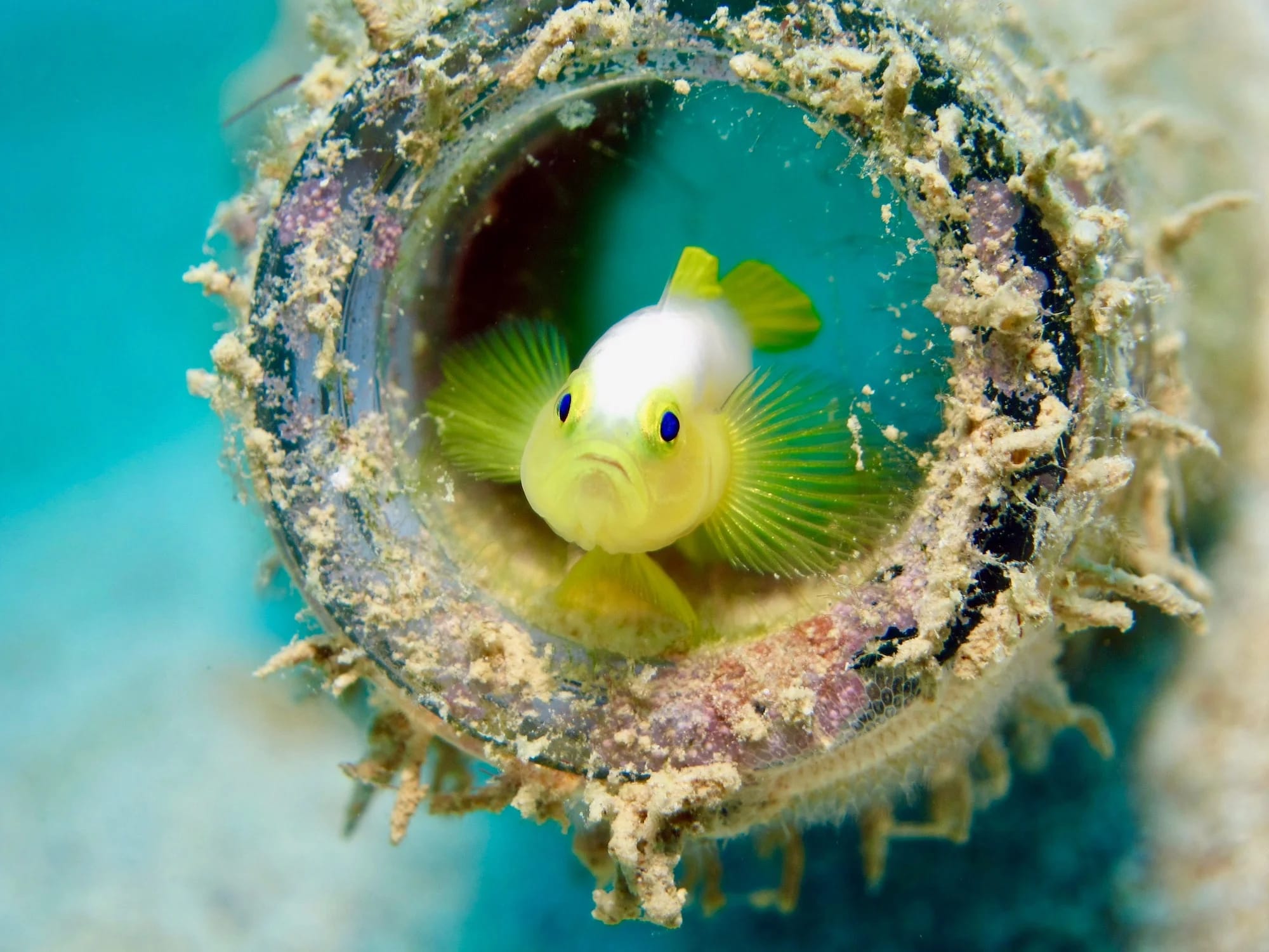 Towards Smaller And Less Palatable Fish Species In A Warmer World