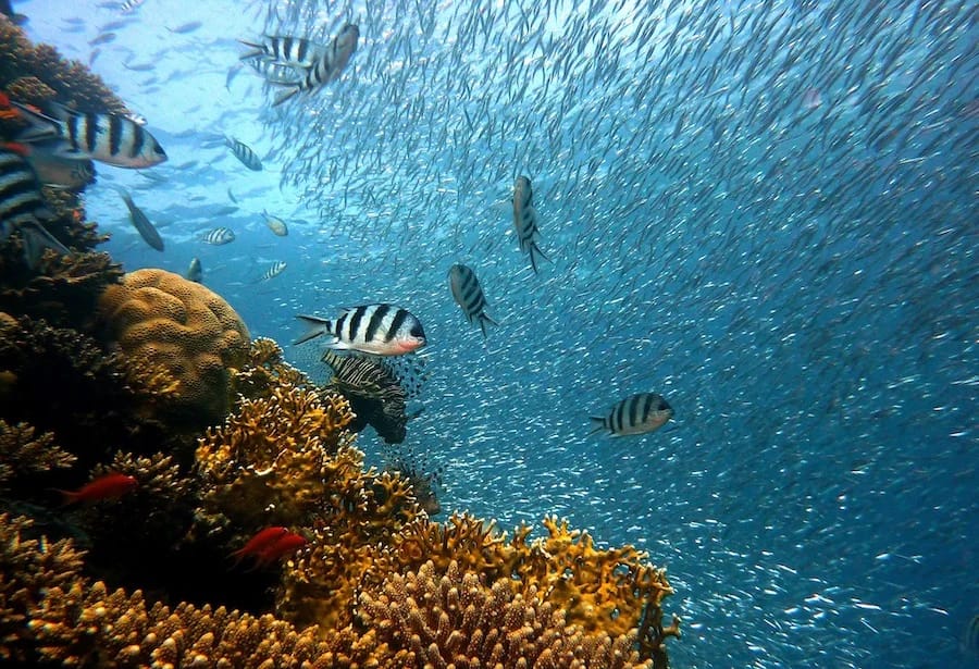 Warmer oceans will harbor lower animal abundance