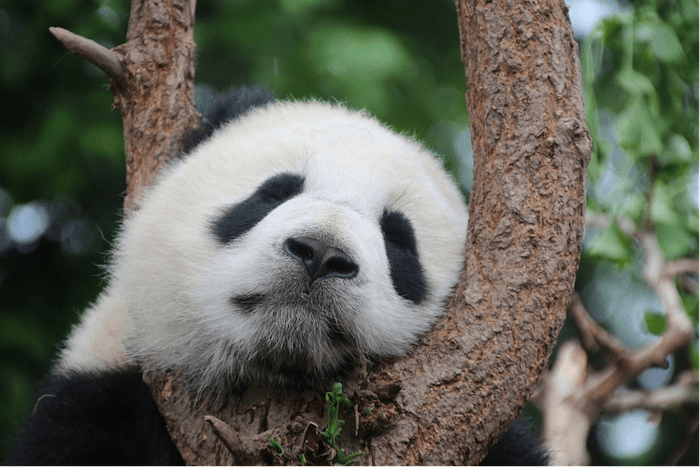 Why extreme lack of sleep can kill you