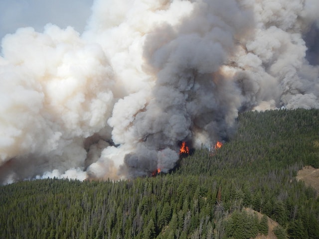 Why some forests burn better than others