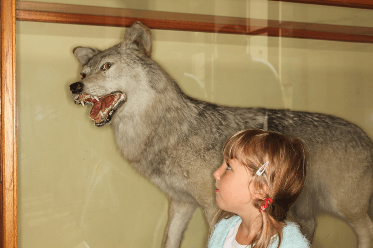 Wolves don’t go doggy in the Alps: two decades of genetic evidence