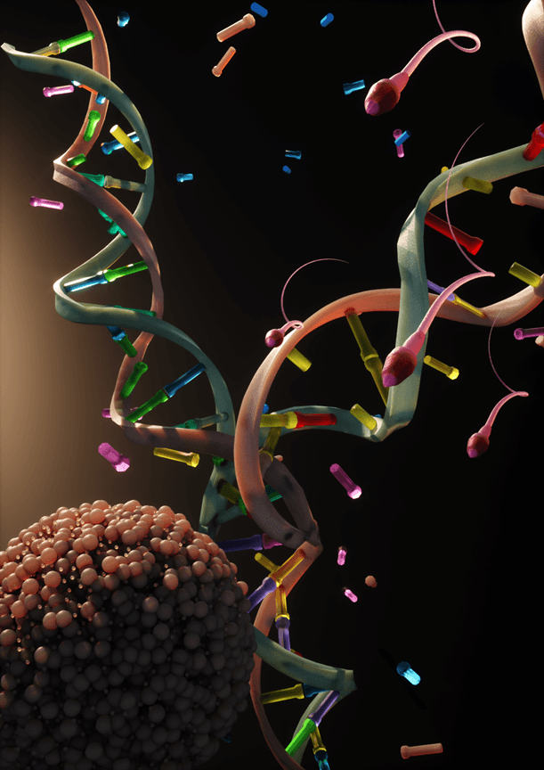 Mutations in the germline: How the mother repairs the father’s damaged genome