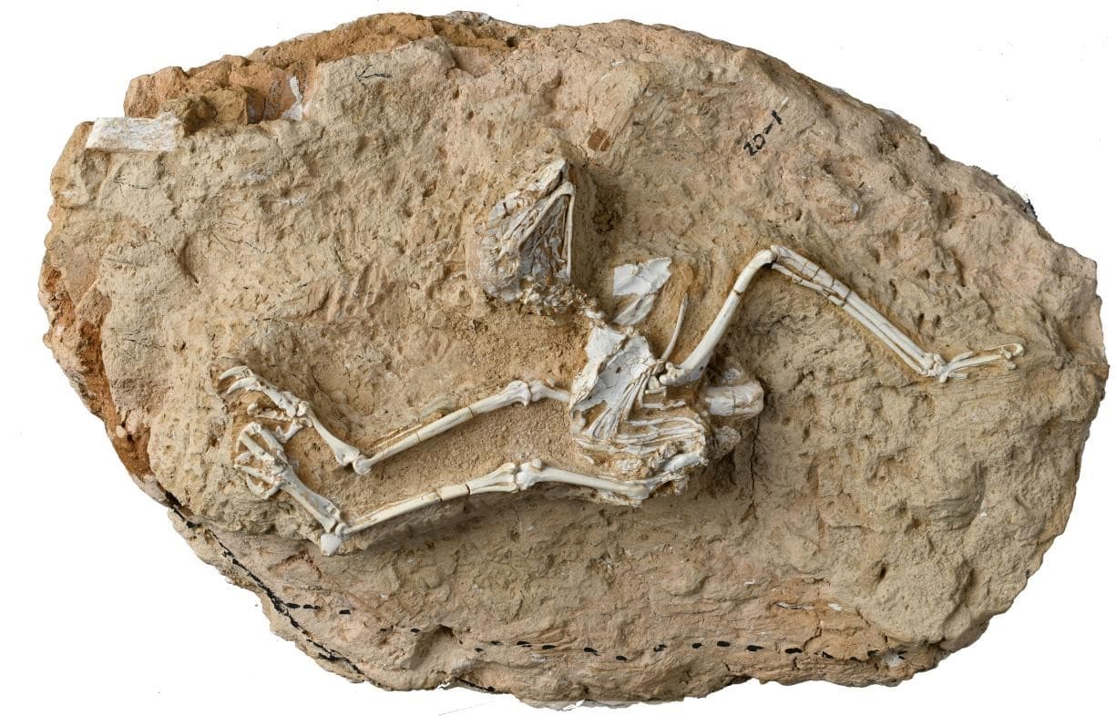 The diurnal habits of a long-gone Tibetan Owl