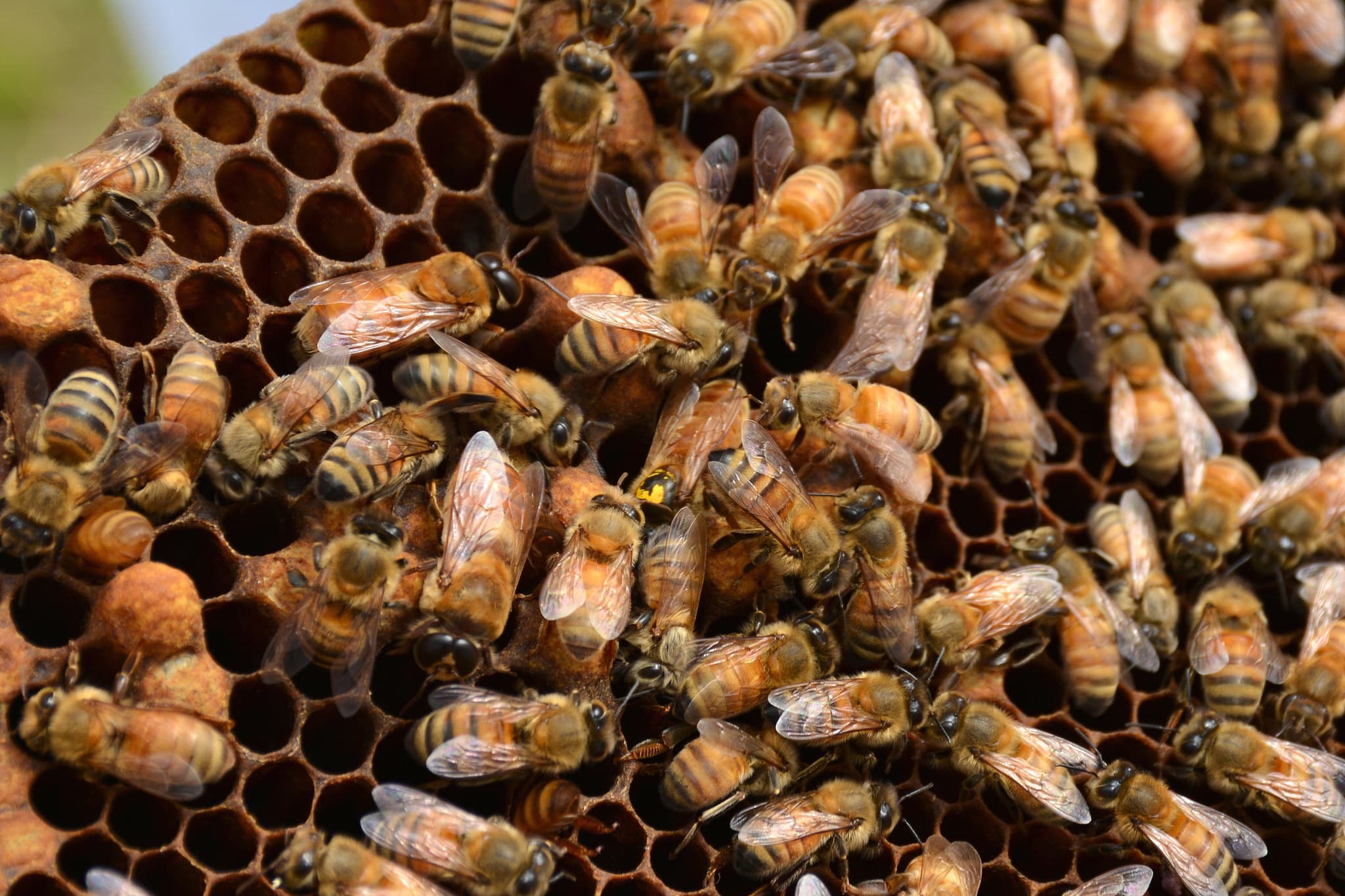 A dangerous habit: bees prefer pesticide-contaminated nectar