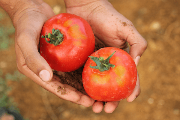 A future of tasty tomatoes