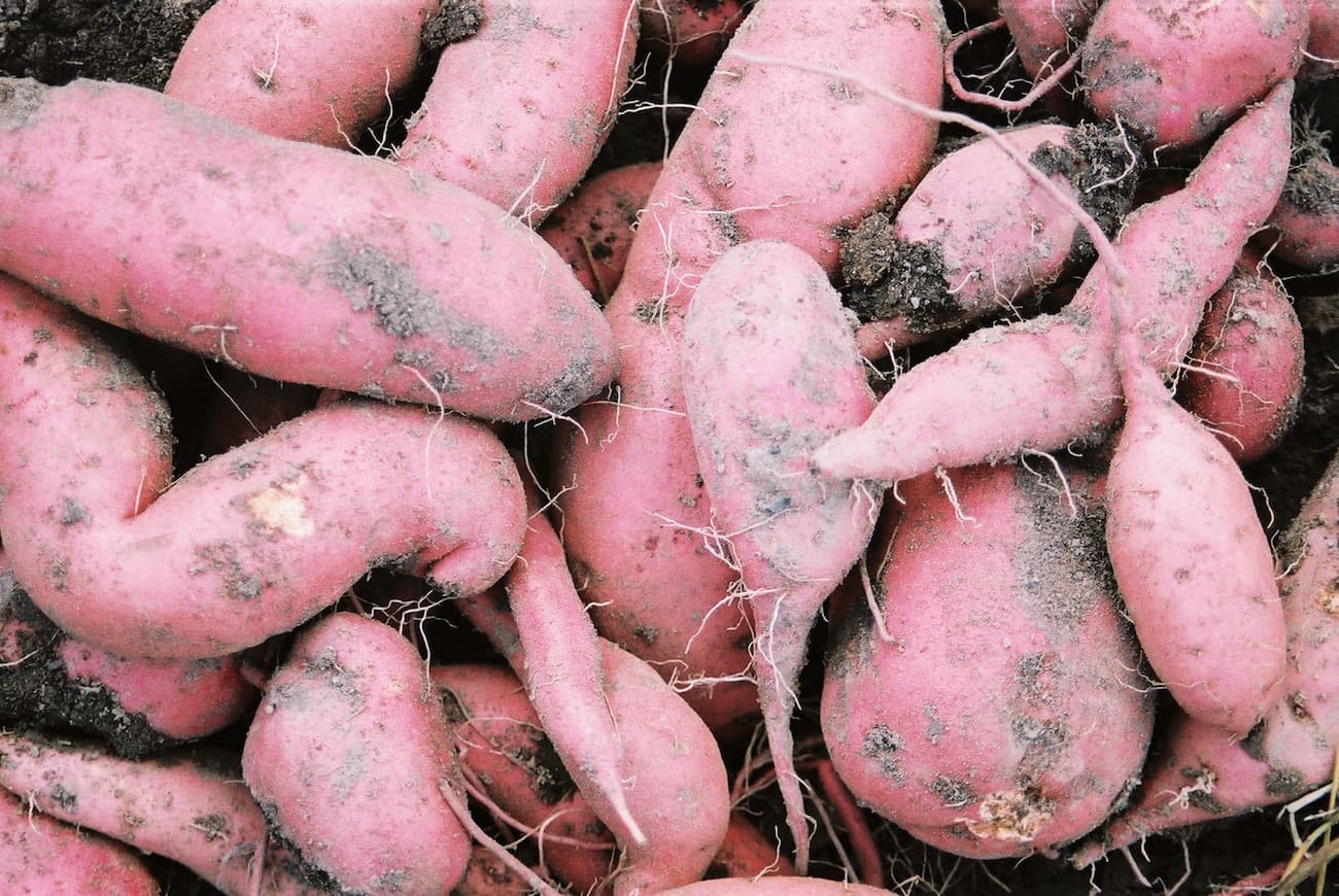 A tale of morning glories. New discoveries about the origin of the sweet potato