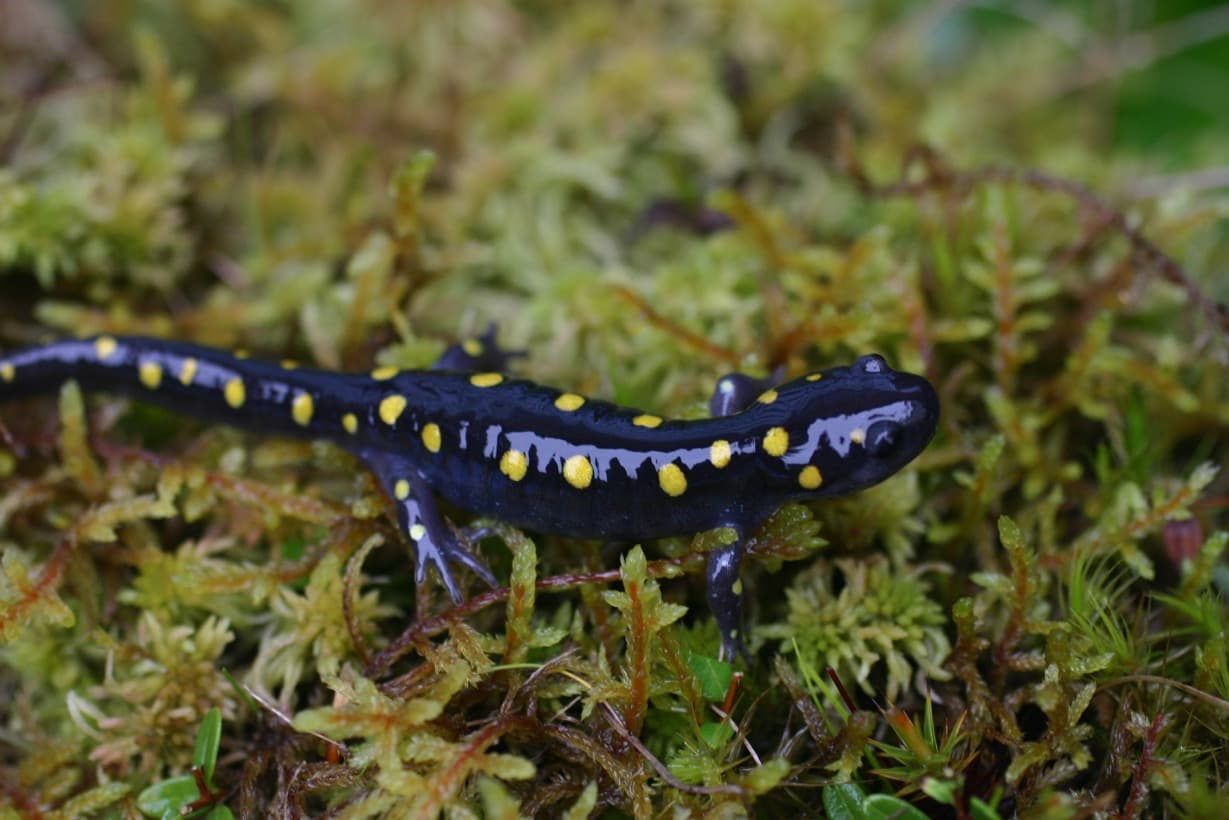 Algae Living in Salamanders, Friend or foe?