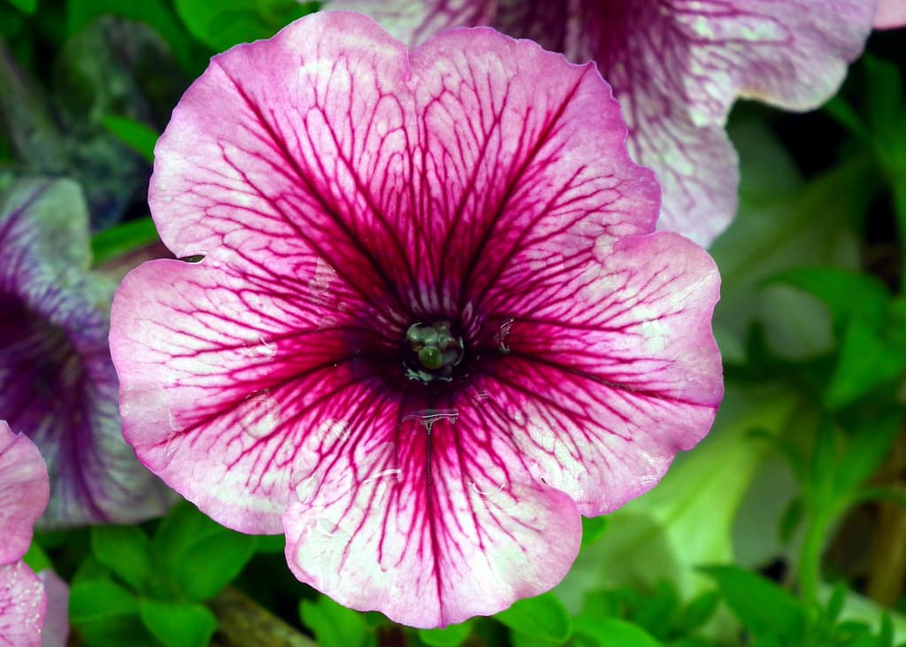 Attractive in the dark — how petunias may help to feed humanity
