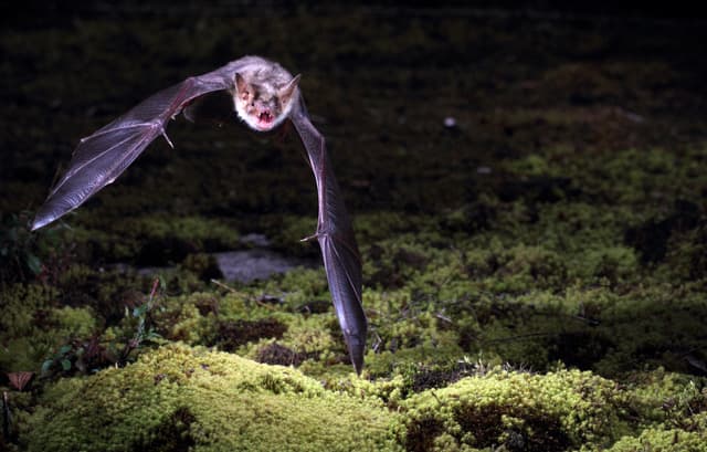 Bat genomes: unveiling the secrets of their superpowers