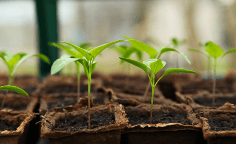 Be prepared: How do baby plants protect themselves before escaping the seed?