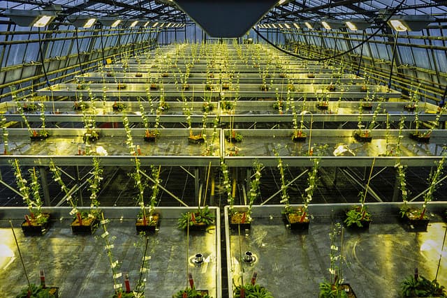 Capturing Mother Nature at work: seeing how plants make vitamin B6