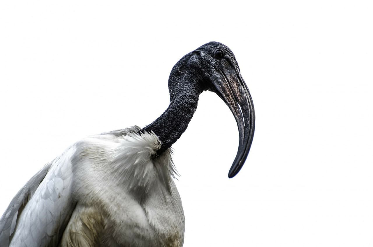 Capturing the past using DNA from Sacred Ibis Mummies