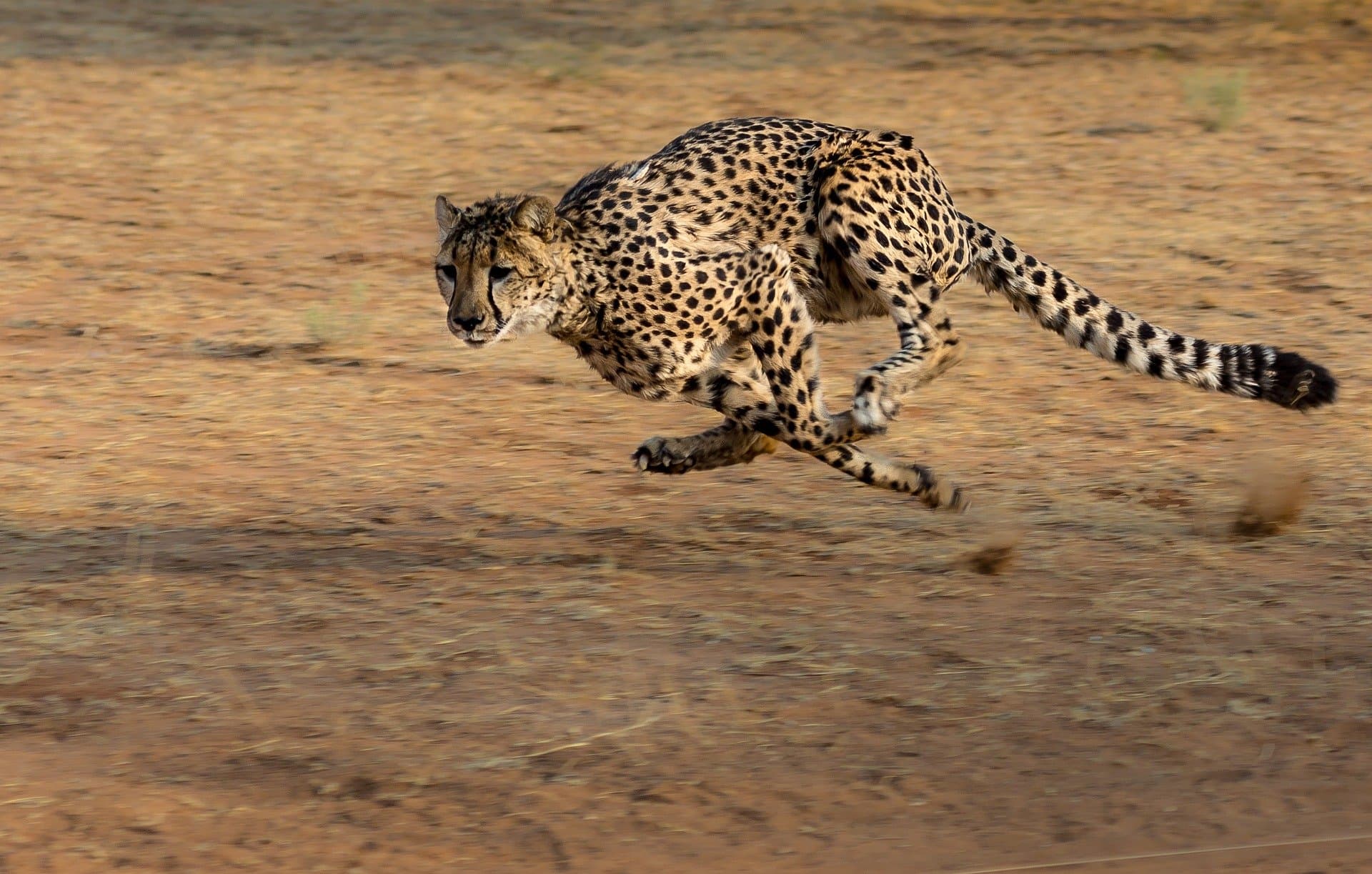Cheetah-inspired soft robots: how to make robots run fast?