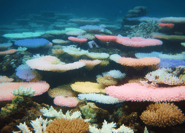 Corals display bright colours to fight bleaching