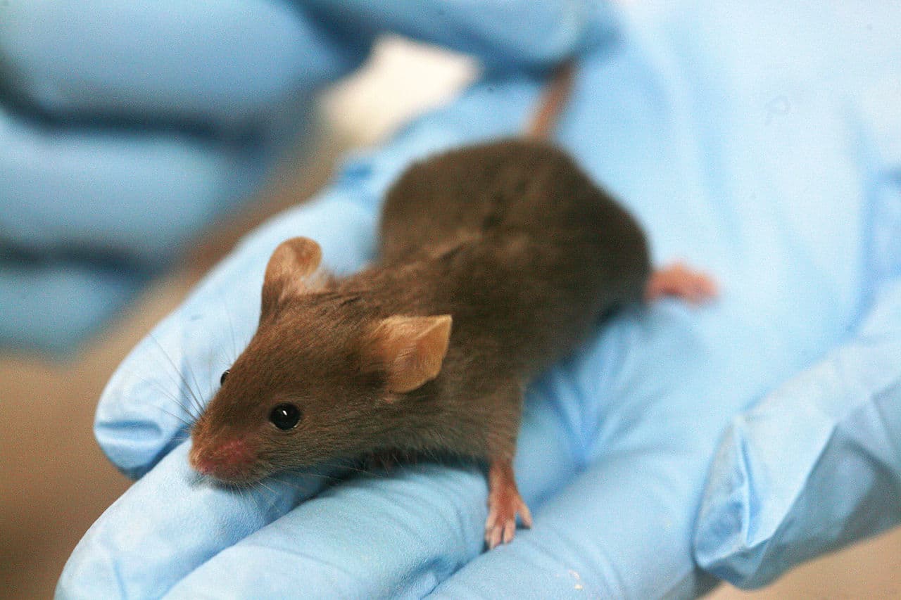 Could we reverse memory loss in Alzheimer’s patients? Mice answer yes!