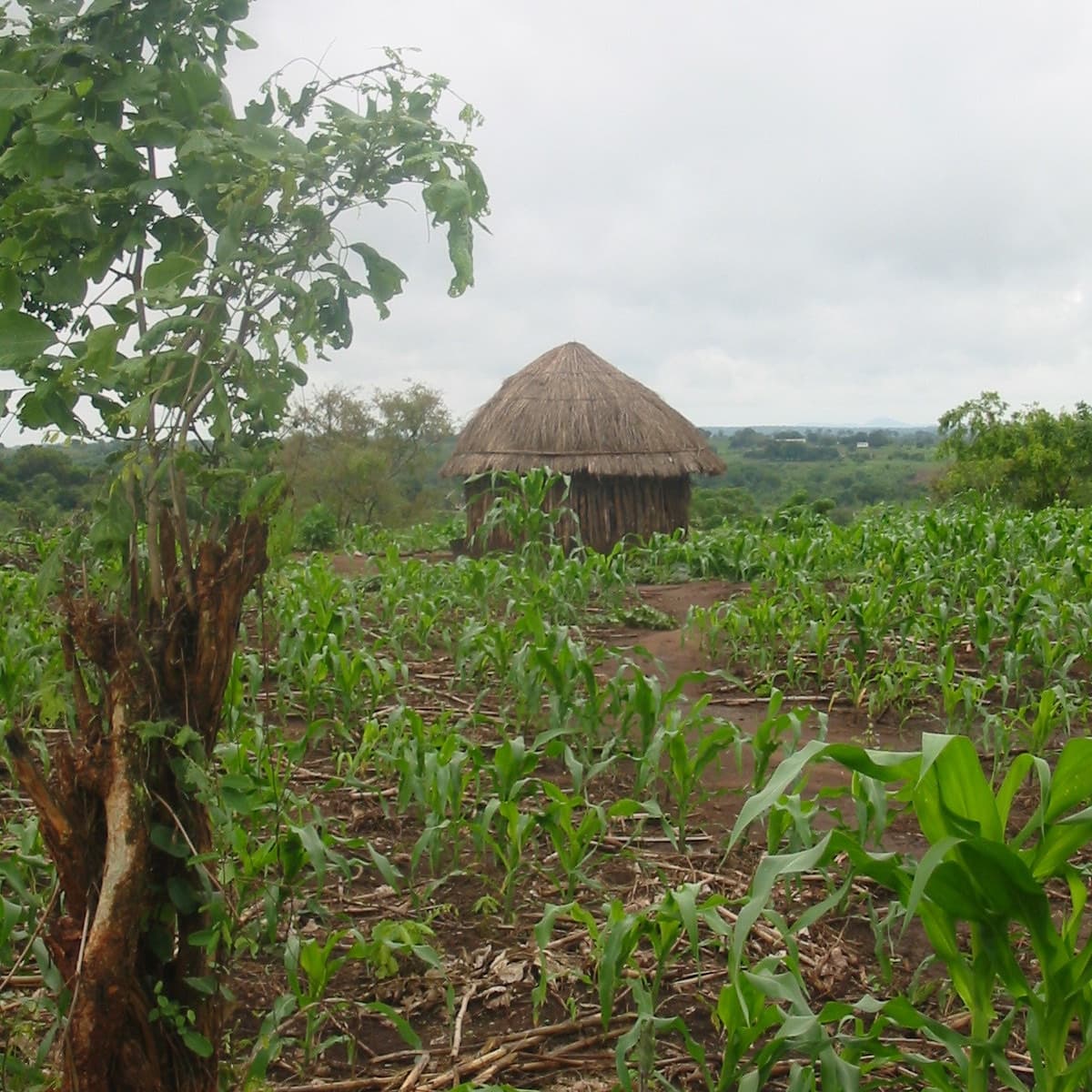 Crop yield responses to conservation agriculture in Africa