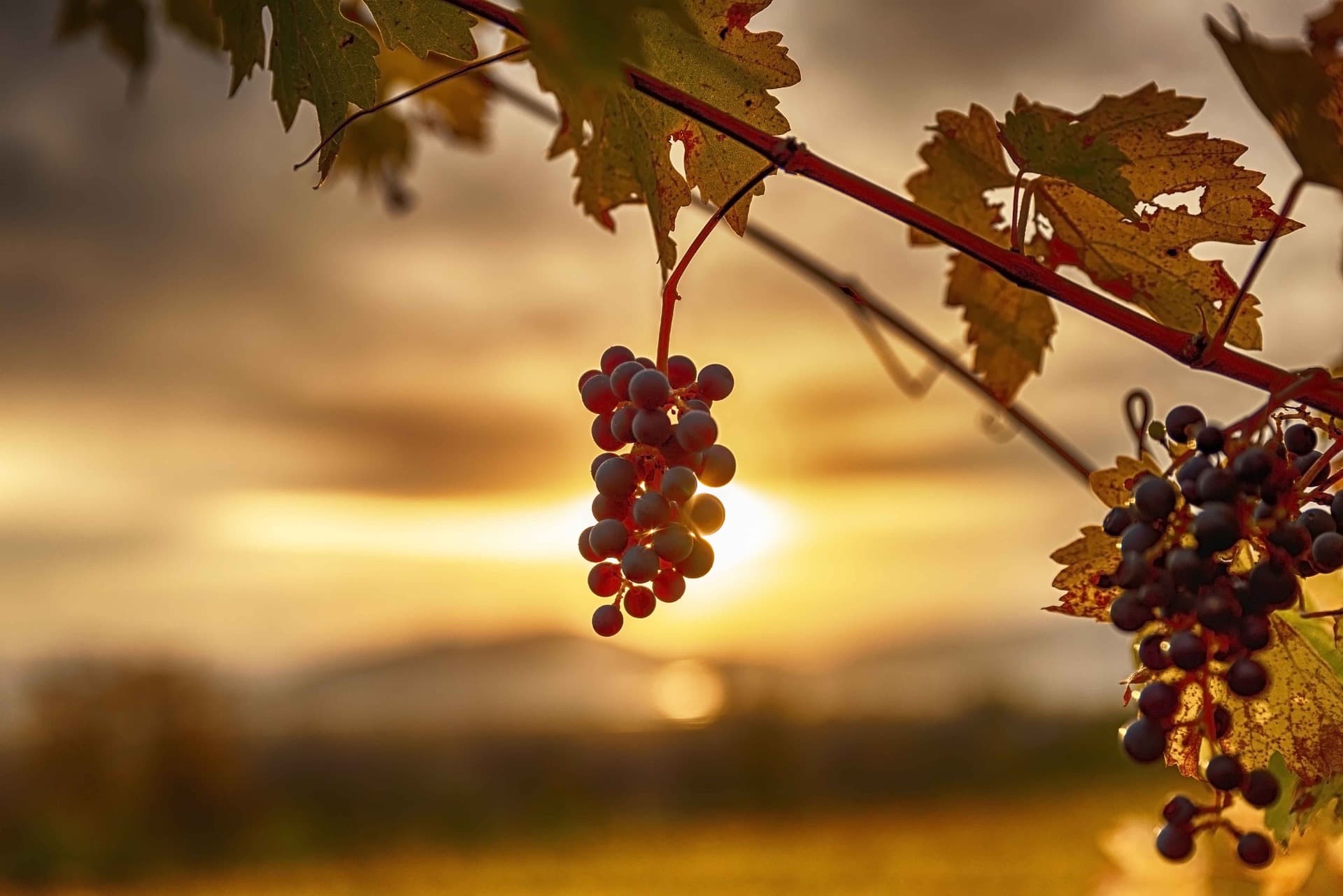 Diversity may save wines from climate change