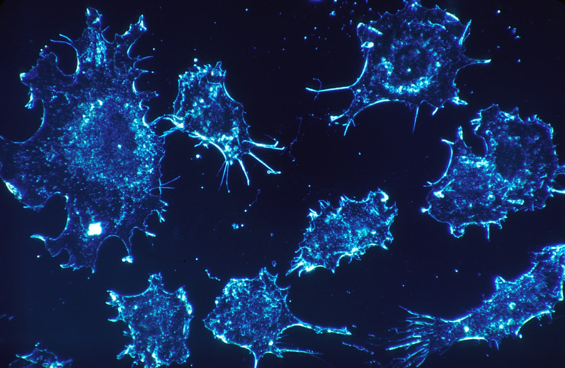 Empowering the immune system to fight against cancer