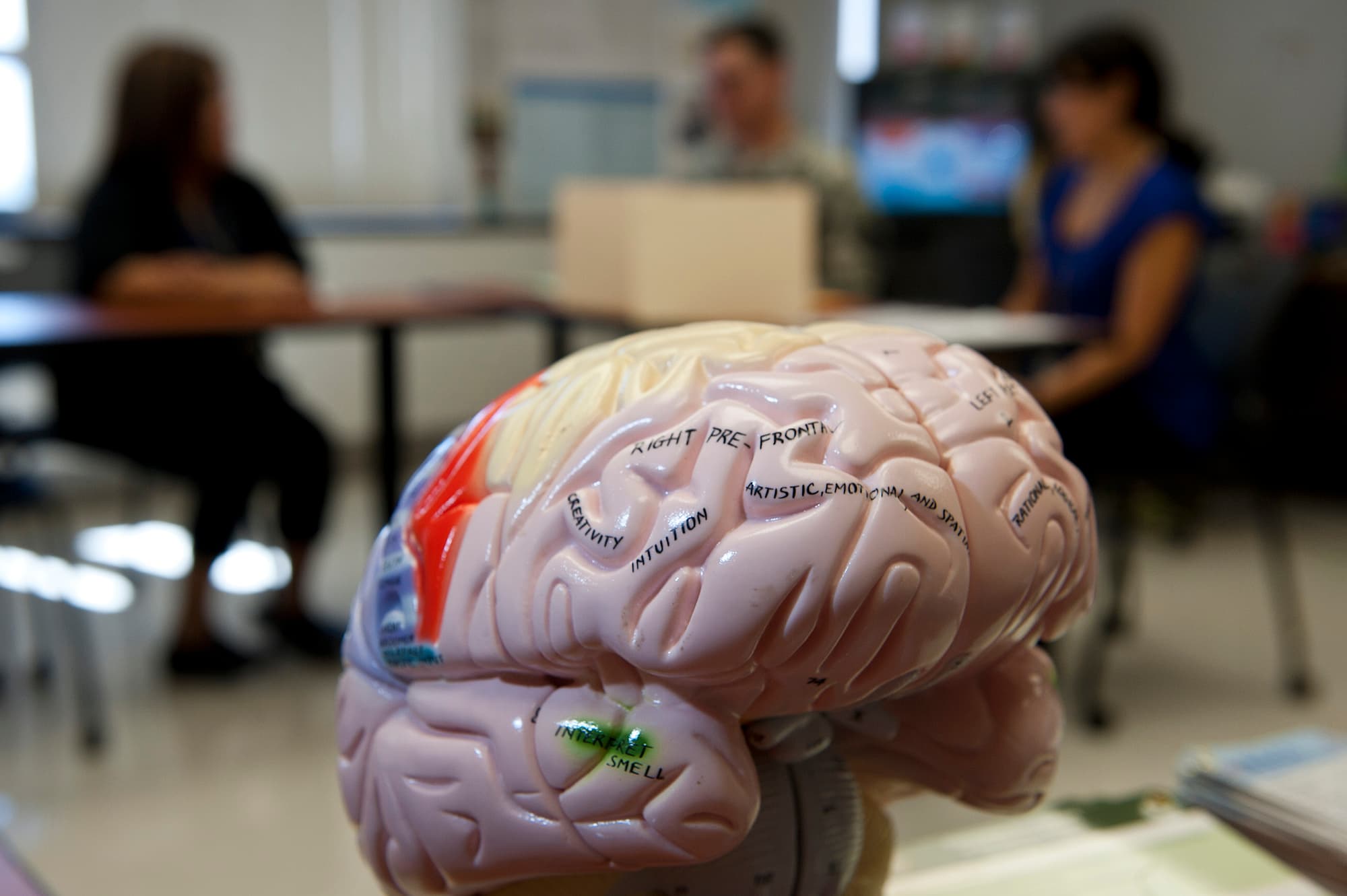 Exploring the development of the neocortex