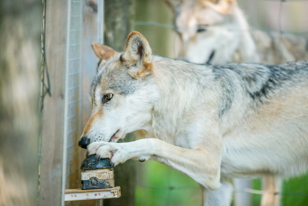 Fair or unfair? The infinite patience of domestic dogs
