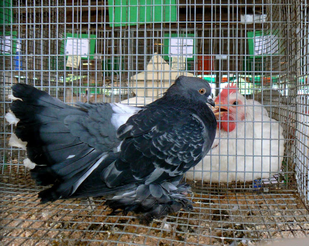 Fancy footwork: Darwin’s pigeons and the evolution of foot feathers