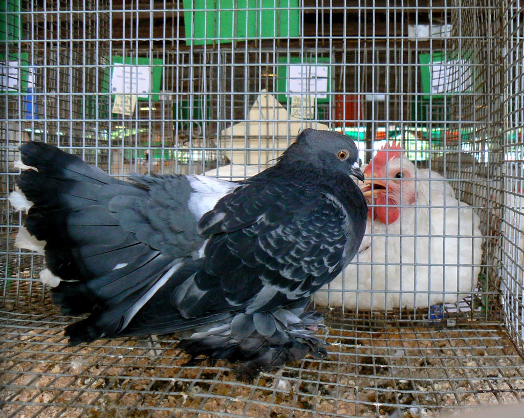 Fancy footwork: Darwin’s pigeons and the evolution of foot feathers