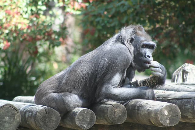 Food for thought: recipe for bigger brains