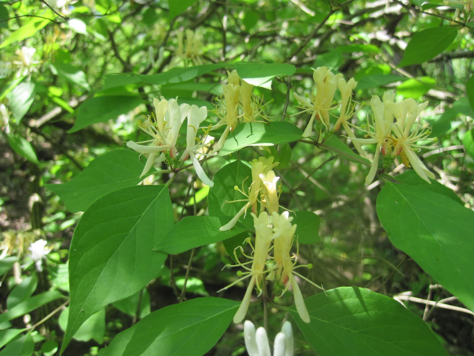 From forests to streams: How one plant can make a difference