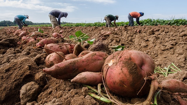 Les OGM ne sont pas une invention humaine: la patate douce est une culture vivrière naturellement transgénique