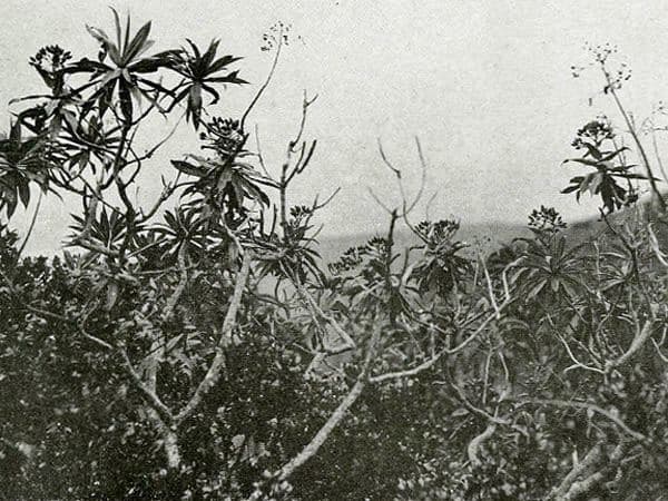 Gone but not forgotten – plant extinction in modern times