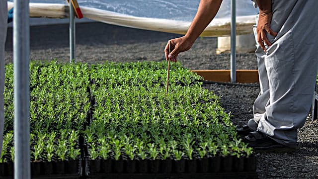 Guiding plant growth electronically