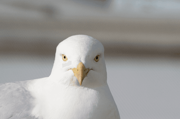 Herring gulls approach food more quickly when you’re not looking