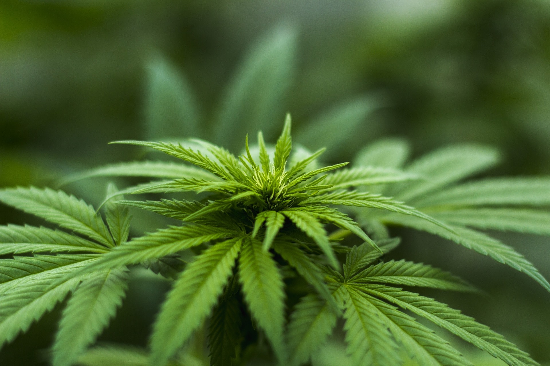 High in the Pamir Mountains: Ancient Cannabis Smoking in Western China