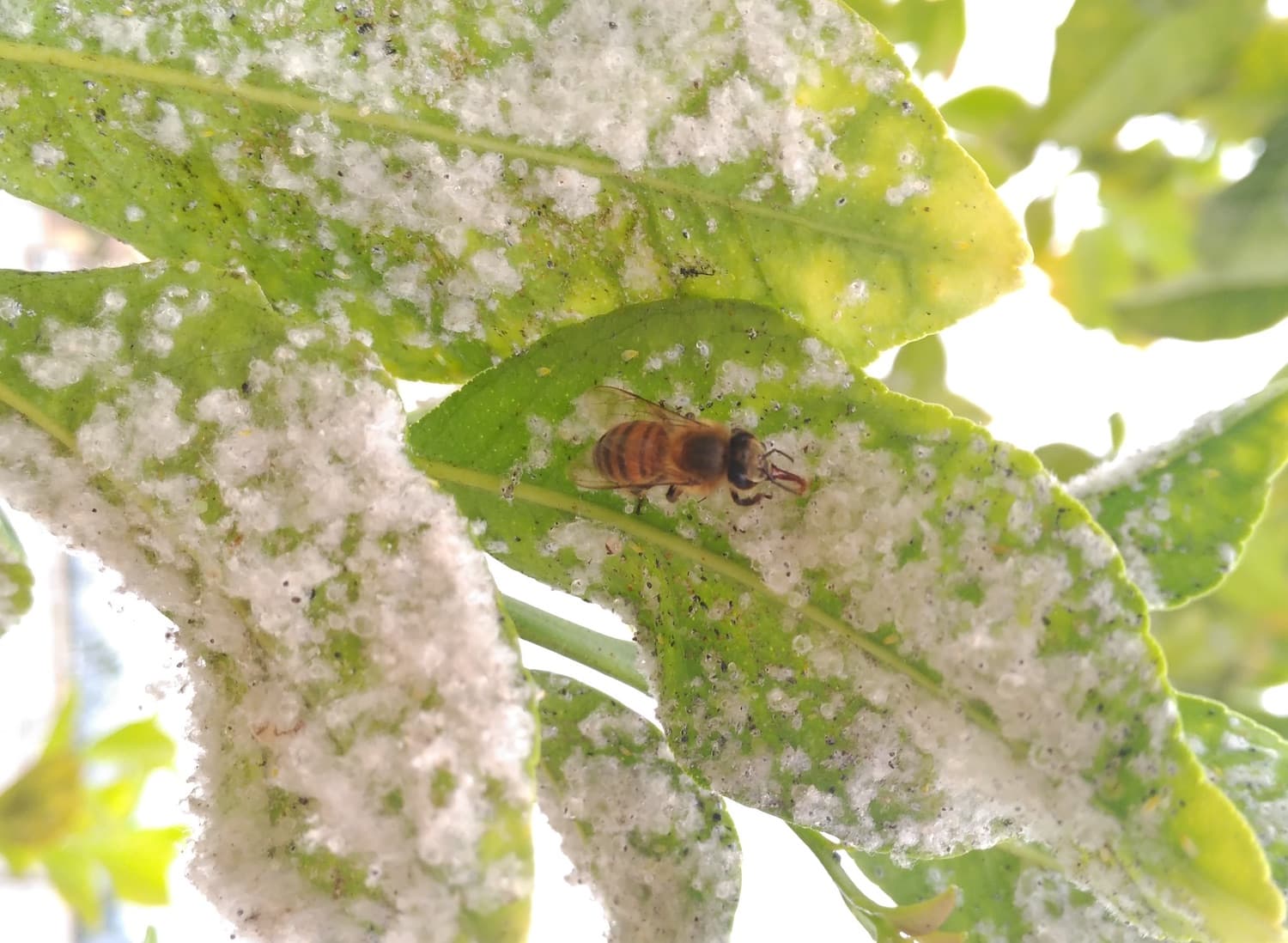 Honeydew: the sweet that can become toxic