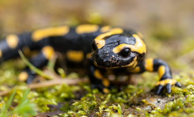 How a fungus causes the collapse of salamander populations