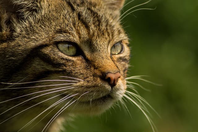 How cats conquered the Ancient world: a 9,000-years DNA tale