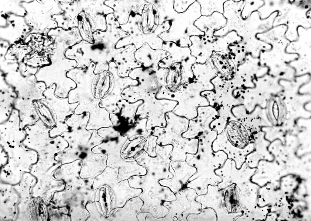 How do plants breathe?